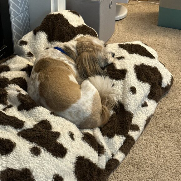 FINAL SHOW 11/8/2025 - CLOSING CLOSET - Picture 14 of 15